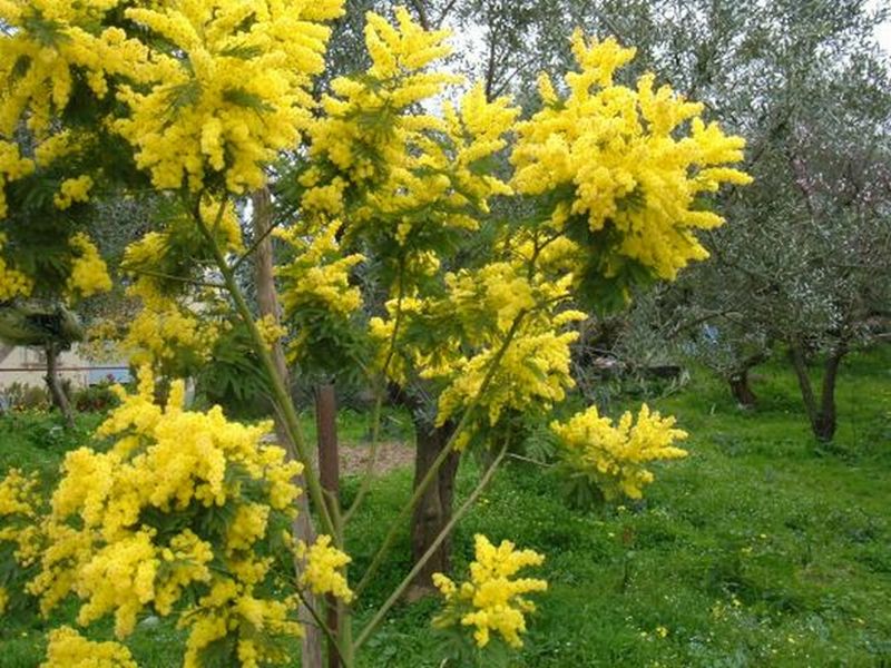 Mimosa