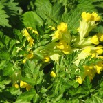 İLK BAHARDA  ÇAVDARLI-MAYIS 2012