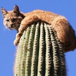 BAŞINI BELAYA SOKAN HAYVANLAR